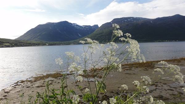 TOWARDS THE LYNGEN FJORD