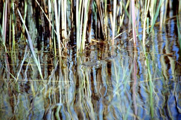 OKAVANGO DELTA