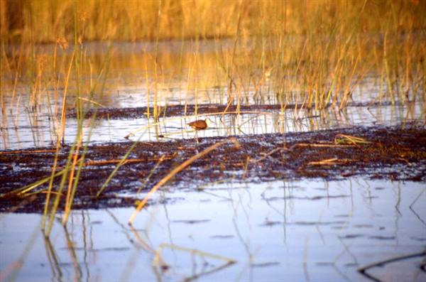 OKAVANGO DELTA