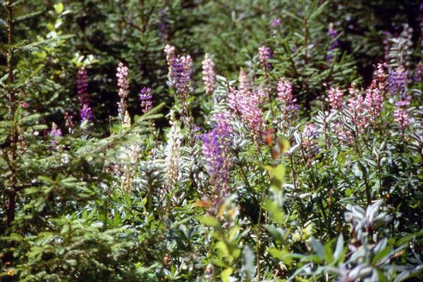 EXCURSION TO LAKE MORSKIE OKO