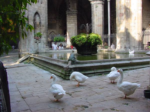 White geese beside the fountain in the Gothic cloister of Barcelona Cathedral