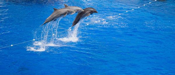 Three dolphins leap out of the blue pool water