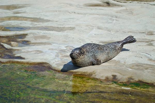 Spotted seal resting on sunlit limestone rock near clear shallow water