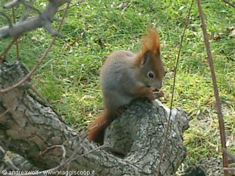 Schonbrunn. Guests of the park.