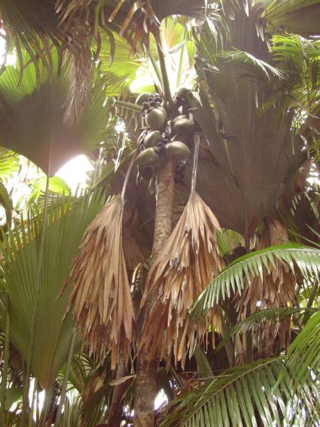 Coconut palm with green nuts and dry fronds, sunlit tropical forest