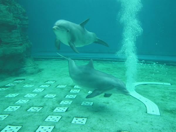 The splendid dolphins