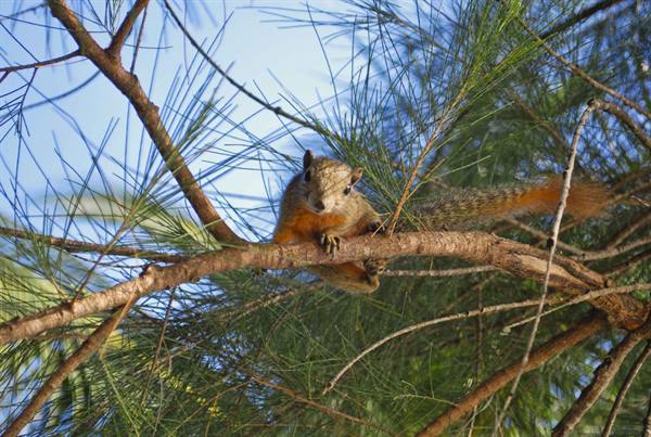 Squirrel at Redang Resort