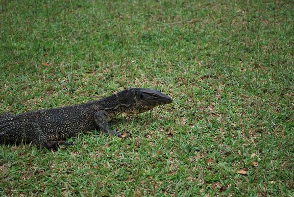 Example of a monitor lizard