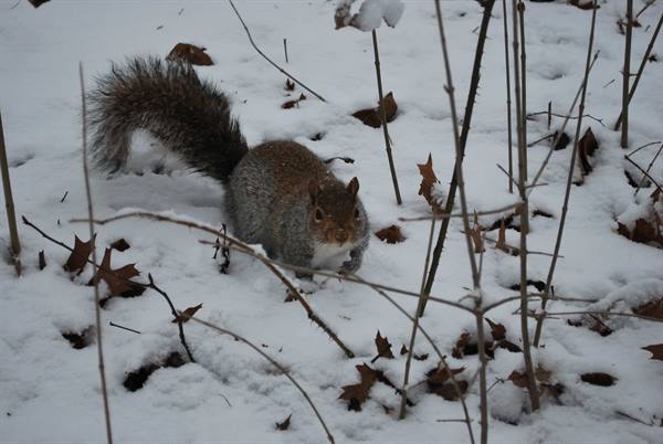 Squirrels in the snow of Central Park