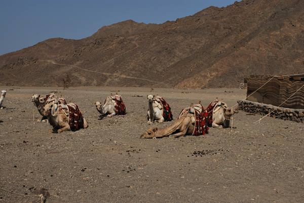 Dromedaries in the Bedouin village