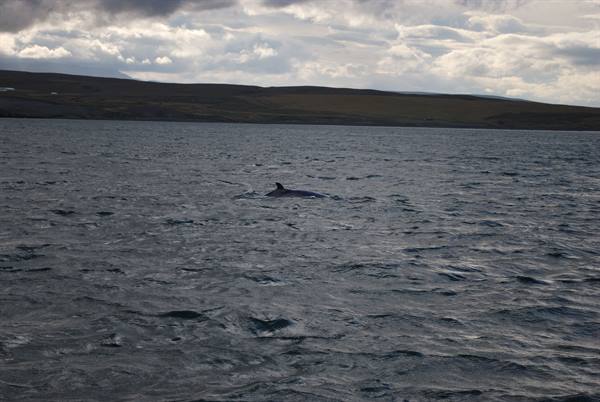 Whales in Húsavík 