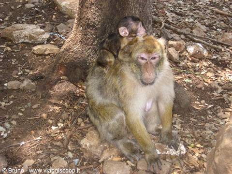 Monkeys in the cedar forest near Azrou