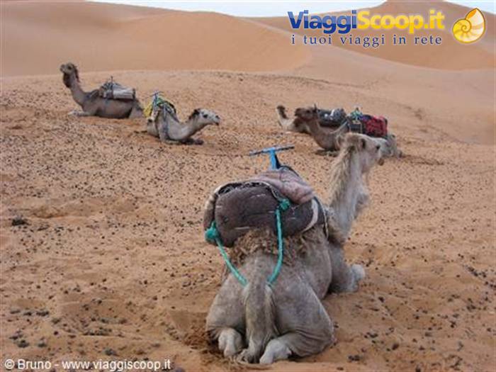 Dromedaries at the Obera Oasis