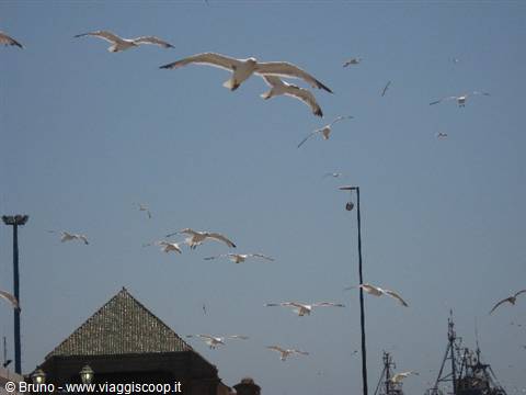 Seagulls in the port of Essaouira