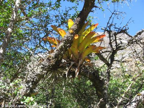 Trekking in the Cordillera Blanca - Vegetation in the first stage