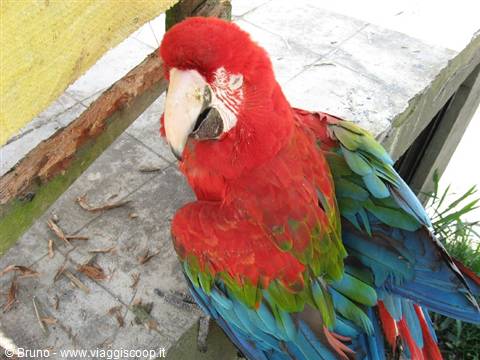Parrot in Coroica