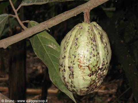 Trek in the amazon jungle - Mango fruit
