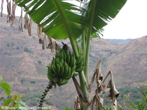 Trek in the amazon jungle - Banana plant