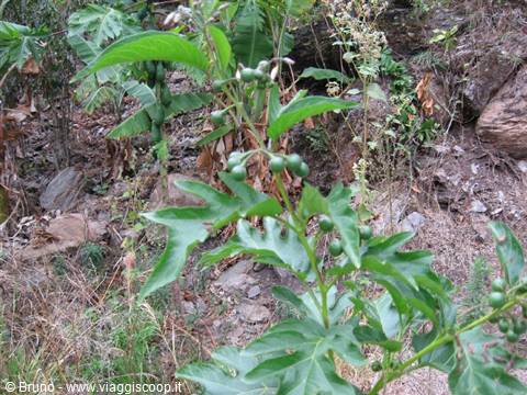 Trek in the amazon jungle - Coffee plant