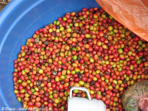 Trek in the amazon jungle - Coffee fruits
