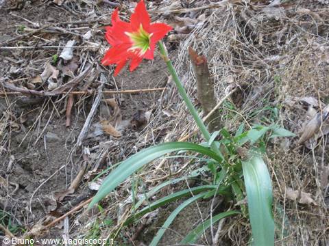 Trek in the amazon jungle - Amazonian lily