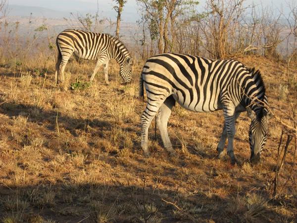 Kruger Park - Zebras