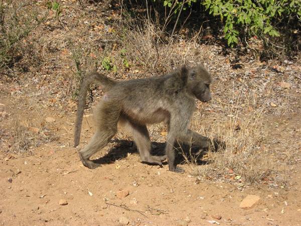 Kruger Park - Baboon
