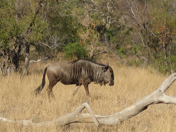 Kruger Park - Wildebeest
