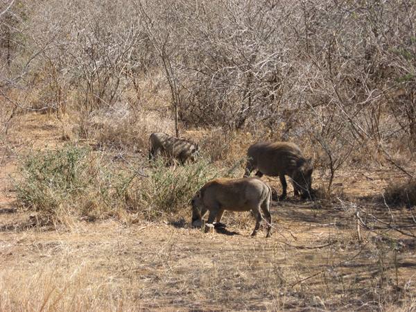 Kruger Park - Warthogs