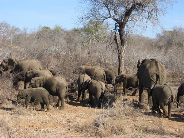 Kruger Park - Elephants