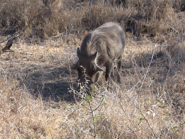 Kruger Park - Warthog