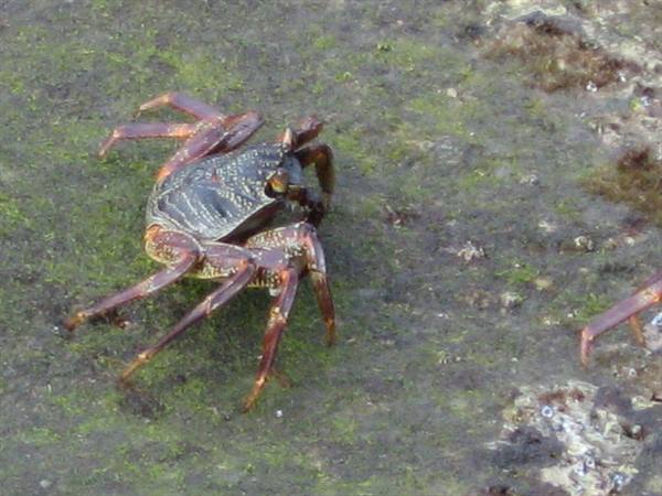 Cape Vidal - Crab