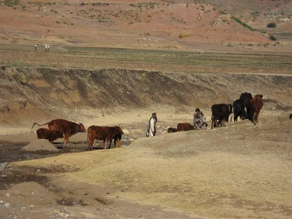 Shepherds of Lesotho