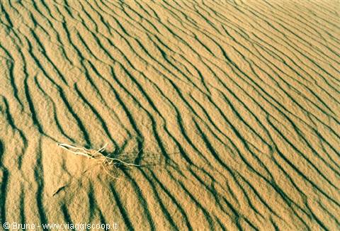 Algerian Sahara - Branch on the sand