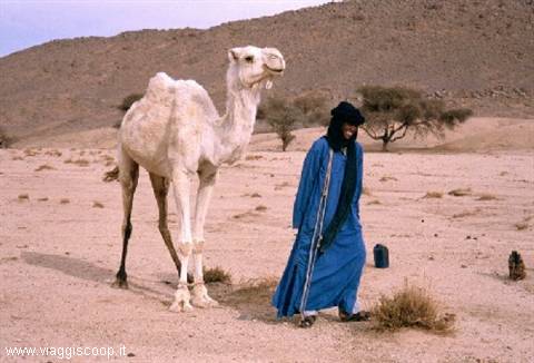 Dromedary and Tuareg
