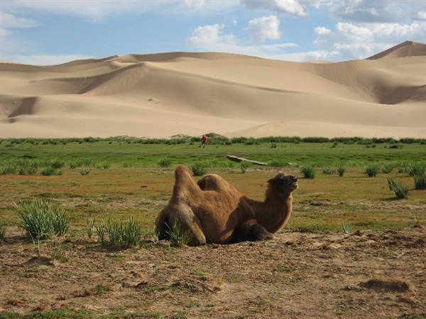 Gobi Desert-Khongoryn Els dunes