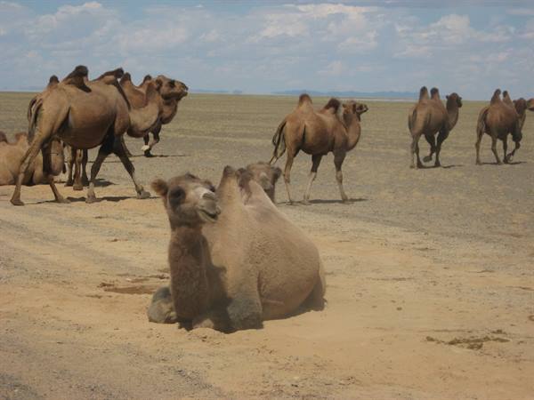 Gobi Desert-Camels