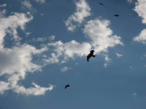 Eagles in flight