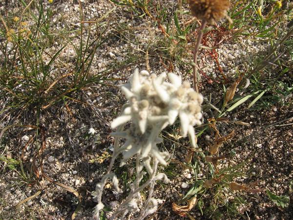 Edelweiss or maybe better Mongolian stars