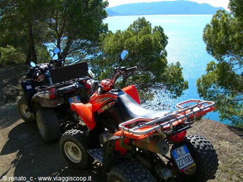 Two quads, red and blue, parked among pines above the sea