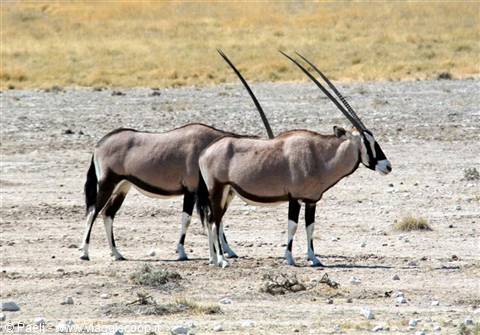 Two gemsbok oryx with long straight horns walking on arid savanna, bright light
