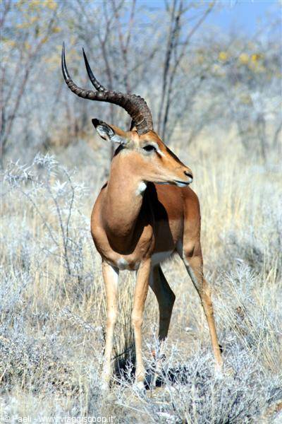 Male impala with long curved horns standing among dry grass and bushes