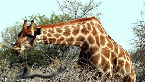 Giraffe browsing among dry thorny branches under a blue sky