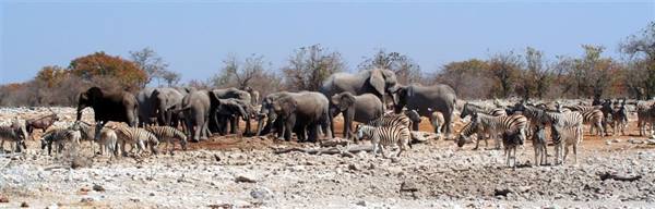 Herd of elephants and zebras at a waterhole, rocky ground and dry trees
