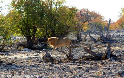 Male lion walking among trees and dry logs in the savannah