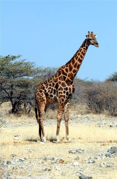 Giraffe standing among dry grass and acacia trees under blue sky