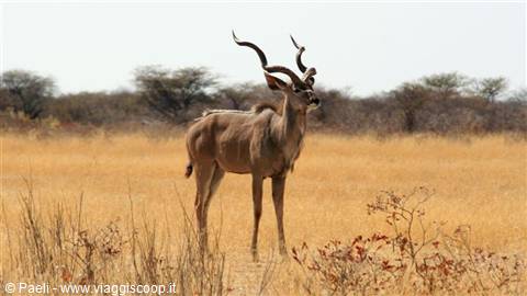 Greater kudu bull with long spiral horns in Etosha dry savanna