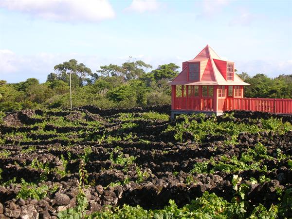 The vines of Pico