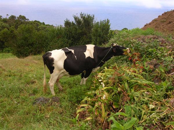 Black and white cow grazing among ferns, ocean and hills in the background