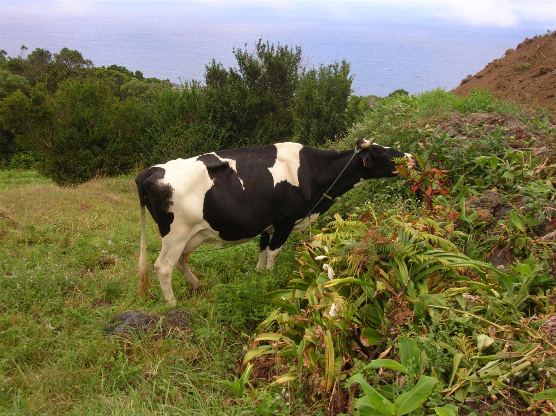 Black and white cow grazing among ferns, ocean and hills in the background